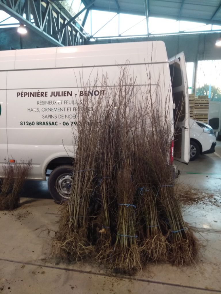 Trouver des porte greffes produits localement est très compliqué dans le Sud Ouest ! J'ai du aller au marché gare de Toulouse...