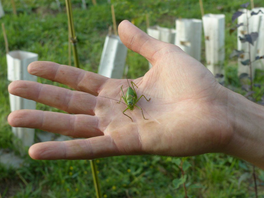 Beaucoup d'insectes à la pépinière ! Des fourmis, des araignées, des scarabées, des coccinelles...et des sauterelles !
