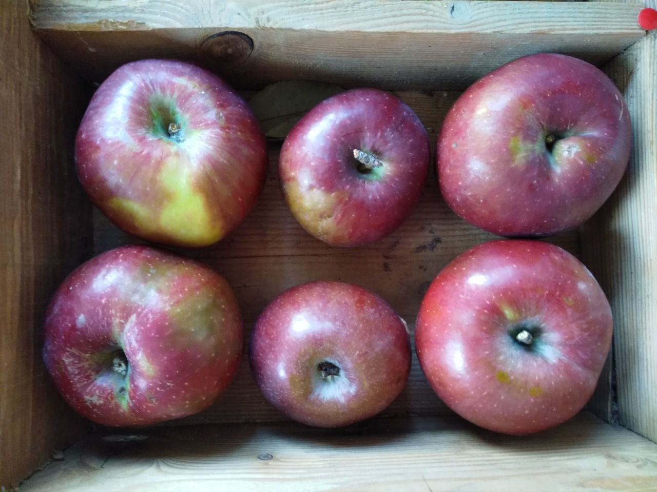 Pommier d'Hiver Api Noir (d'Antras) / Caluau - Natureetverger