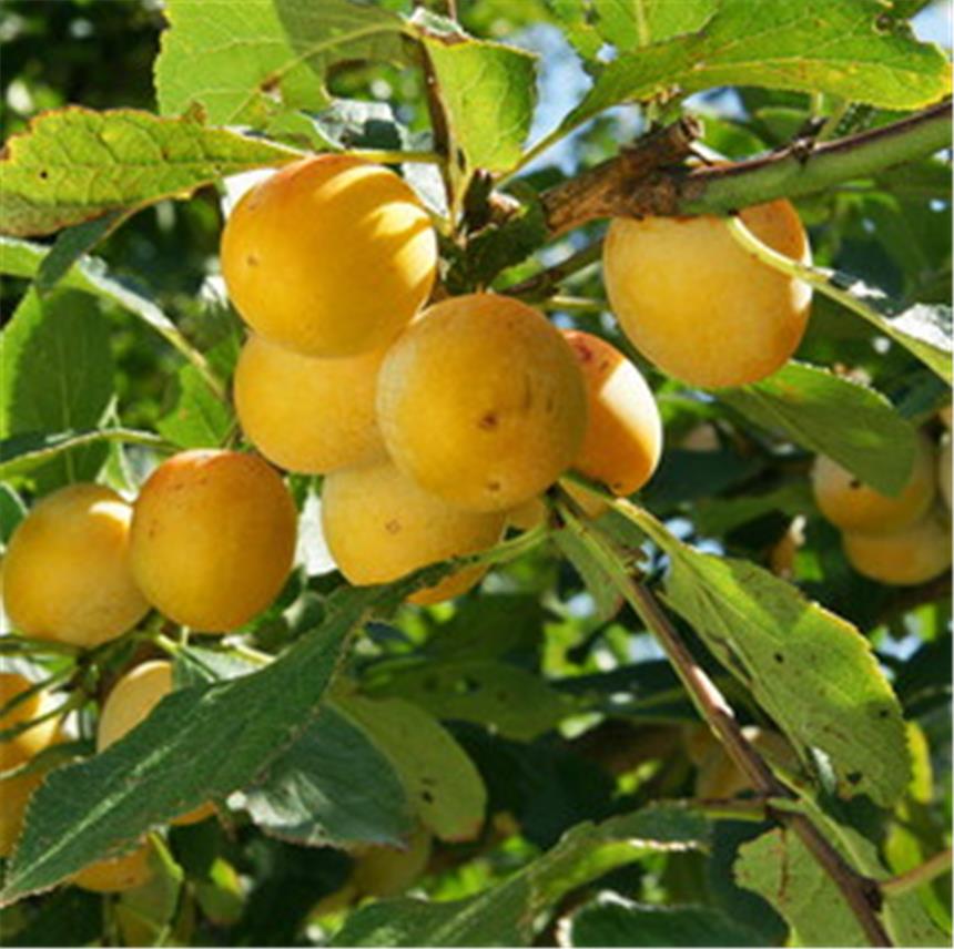 Pourquoi Mirabelle N'a Pas De Pouvoir Prunier Mirabelle de Nancy - Drap d'or - Damas jaune - Natureetverger