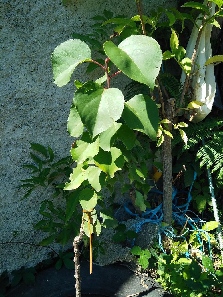 Abricotier de Semis (en pot)