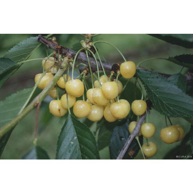 Cerisier Bigarreau Blanc - Trompe Geai