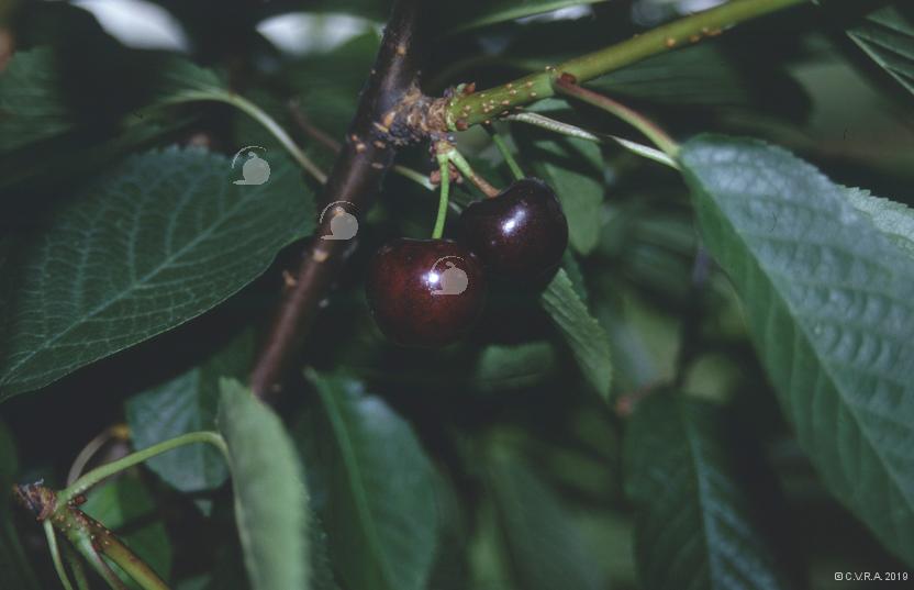 Cerisier Guin Noir (de l'Ariège)