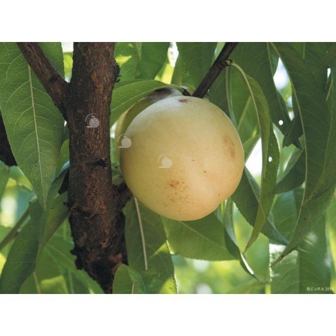 Nectarine Blanche (de Dordogne)