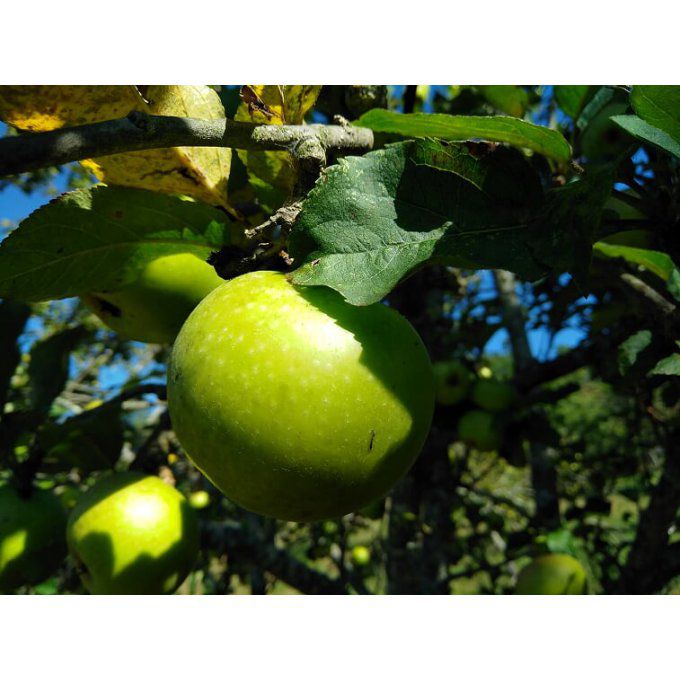 Pommier d'Automne Centrou