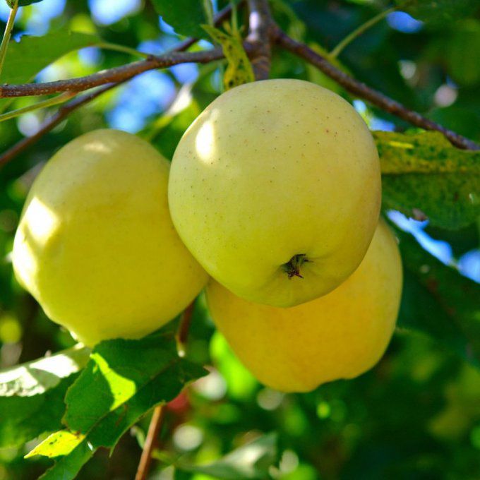 Pommier d'Automne Golden Delicious