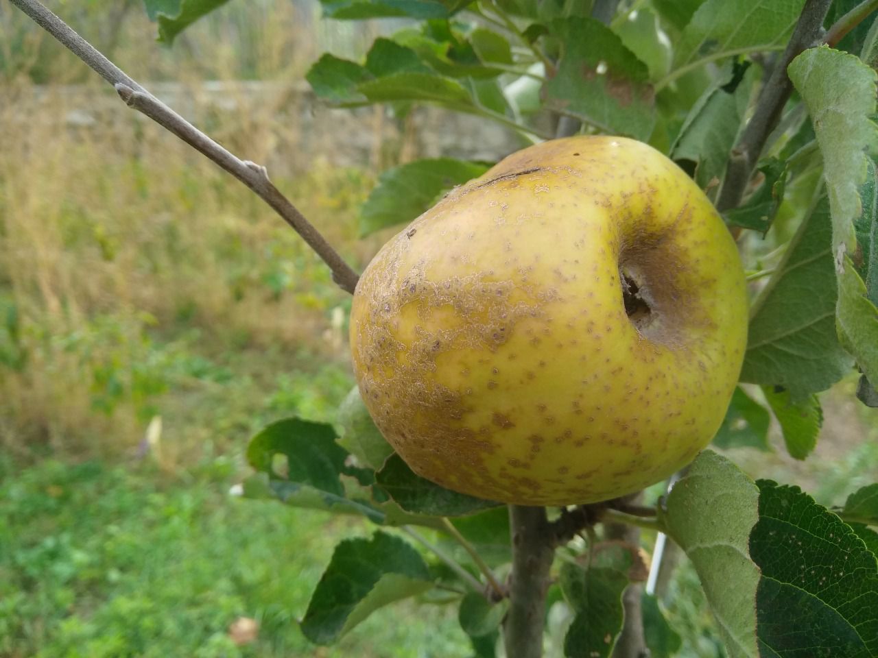 Pommier d'Hiver Pomme de l'Estre - R. de Brive - Ste Germaine