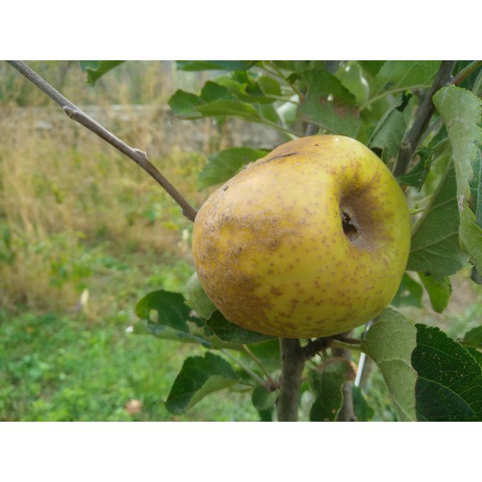 Pommier d'Hiver Pomme de l'Estre - R. de Brive - Ste Germaine