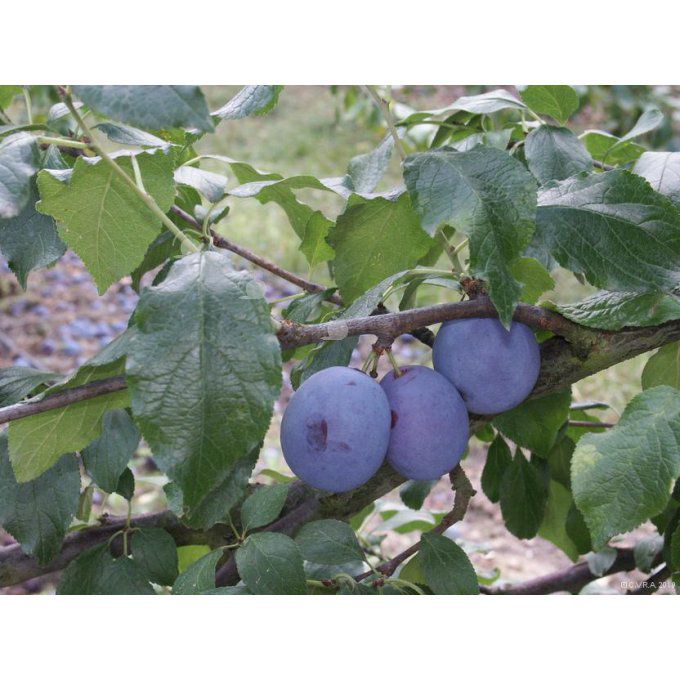 Prunier Royale (Bleue) / Coeur de Boeuf